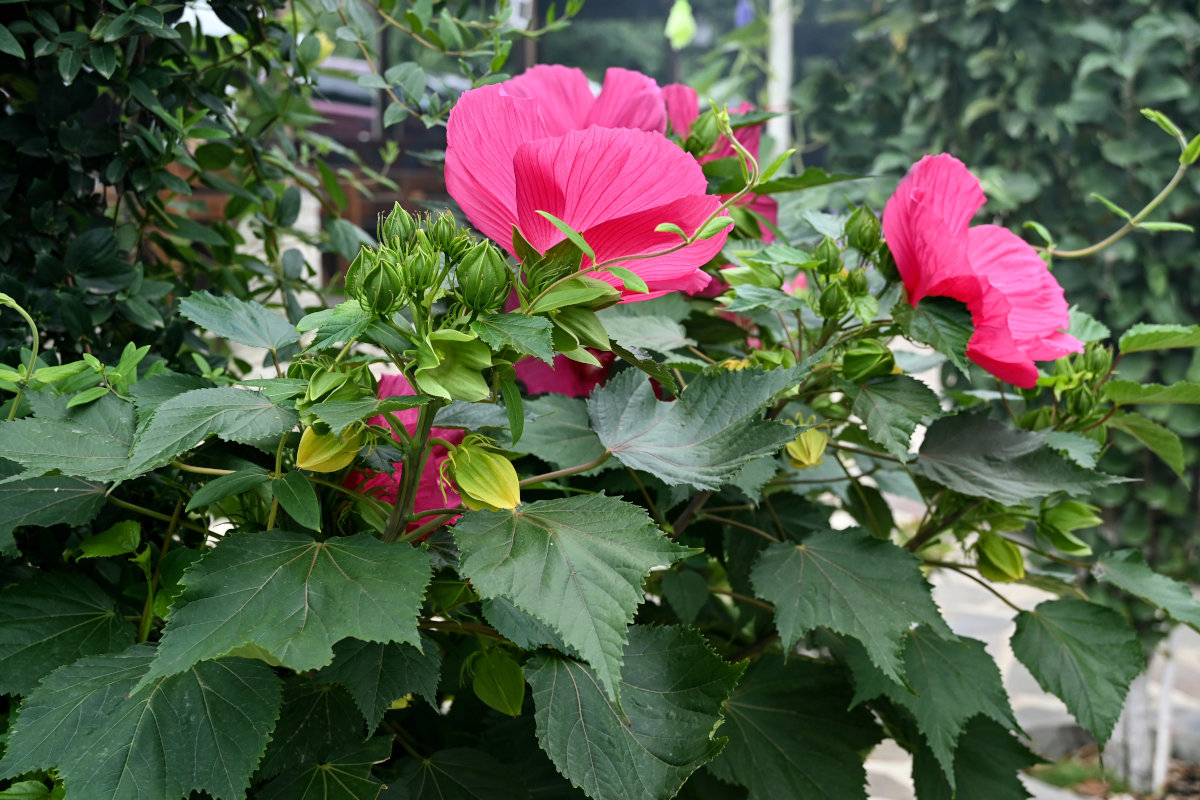 Image of Hibiscus &times; hybridus specimen.