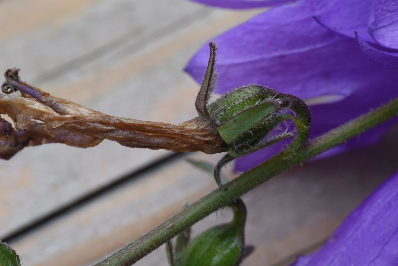 Изображение особи Campanula rapunculoides.