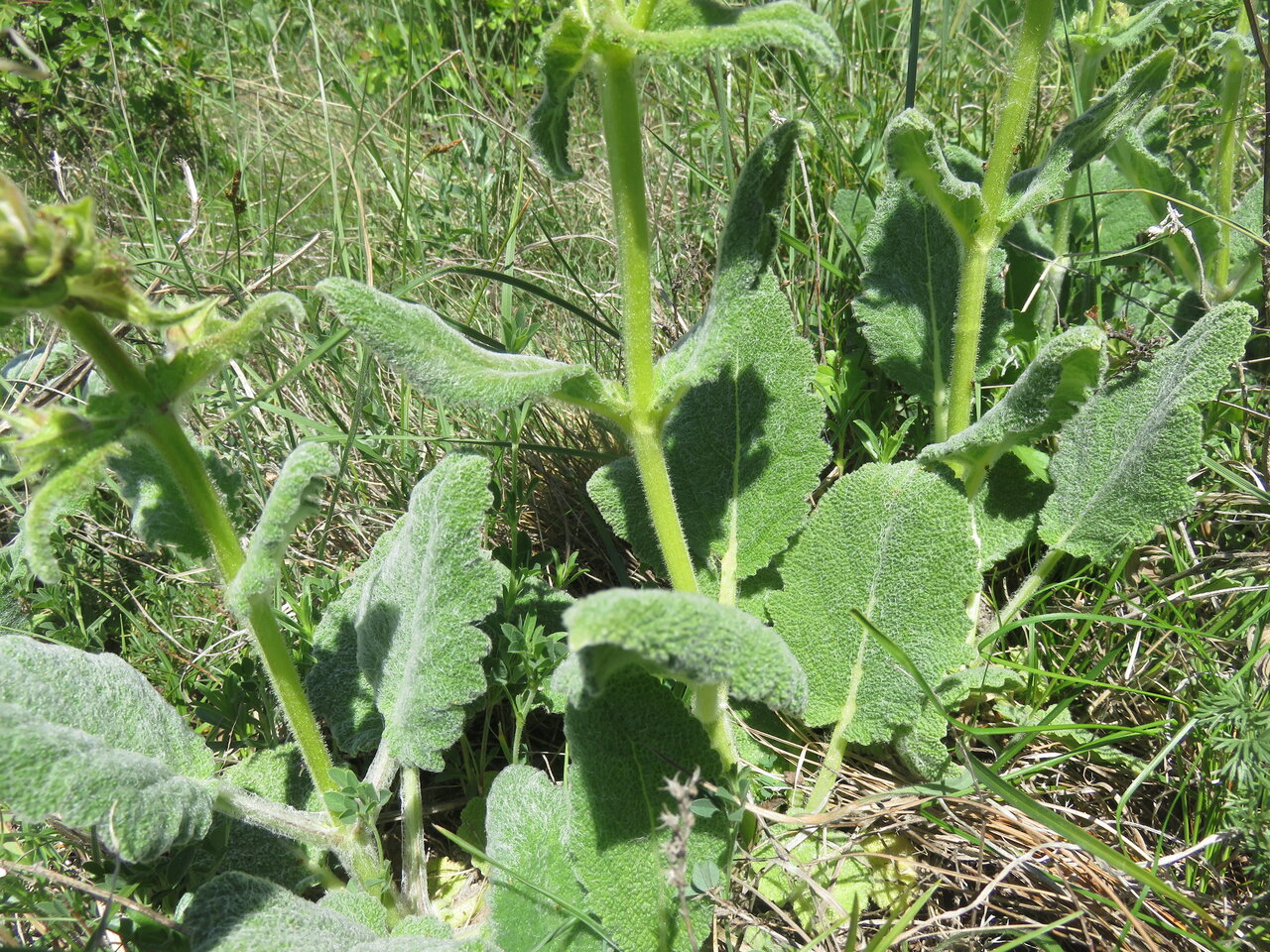 Изображение особи Salvia argentea.