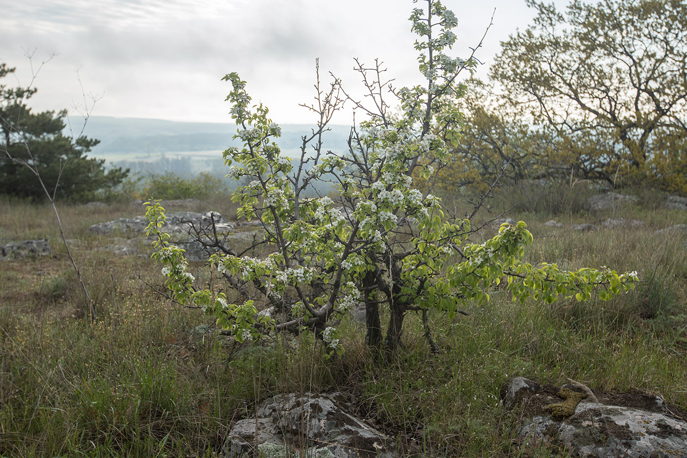 Image of Pyrus communis specimen.