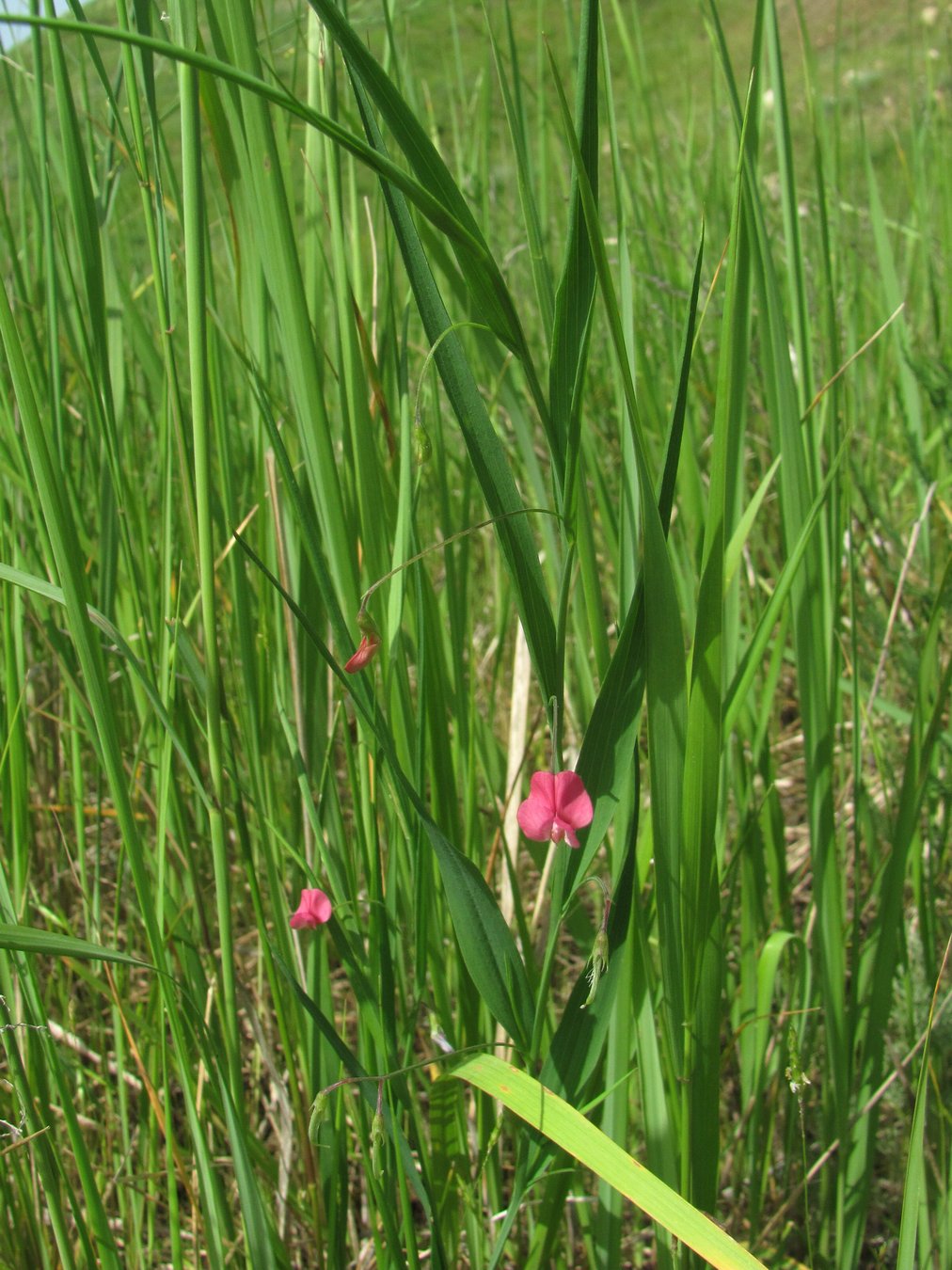 Изображение особи Lathyrus nissolia.