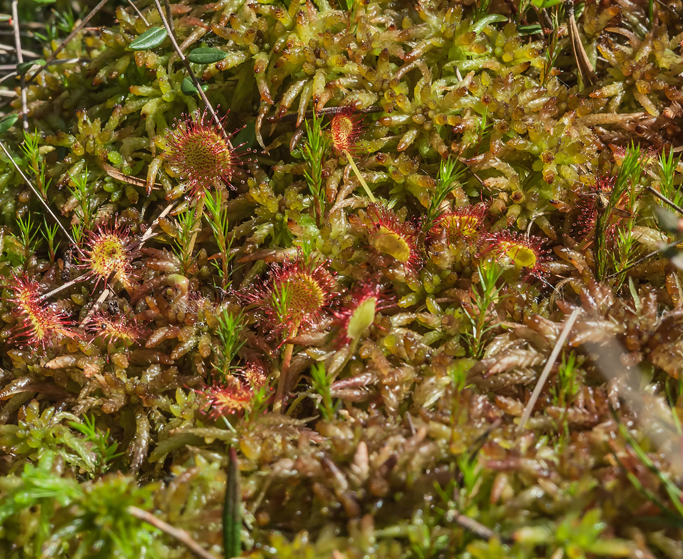 Изображение особи Drosera rotundifolia.