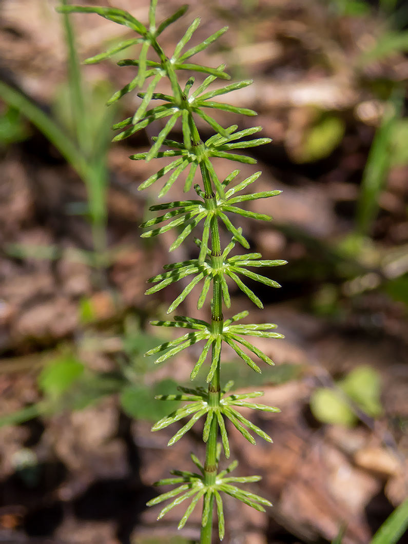 Изображение особи Equisetum pratense.