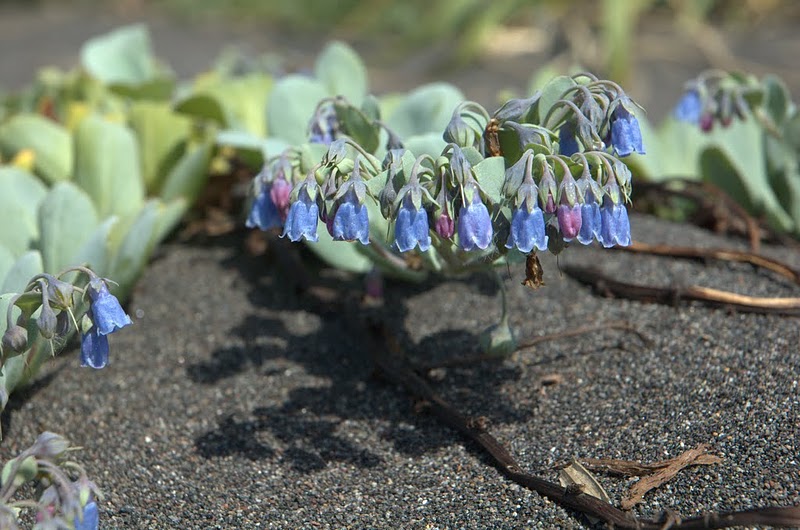 Изображение особи Mertensia maritima.