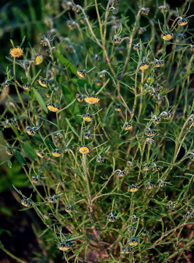Image of Artemisia samoiedorum specimen.
