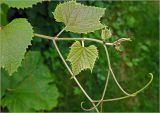 Vitis vinifera