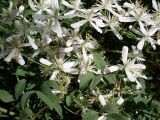 Clematis lathyrifolia. Цветки. Ростовская обл., Азовский р-н, окр. с. Кугей, у дороги в лесополосе. Начало июня 2011 г.