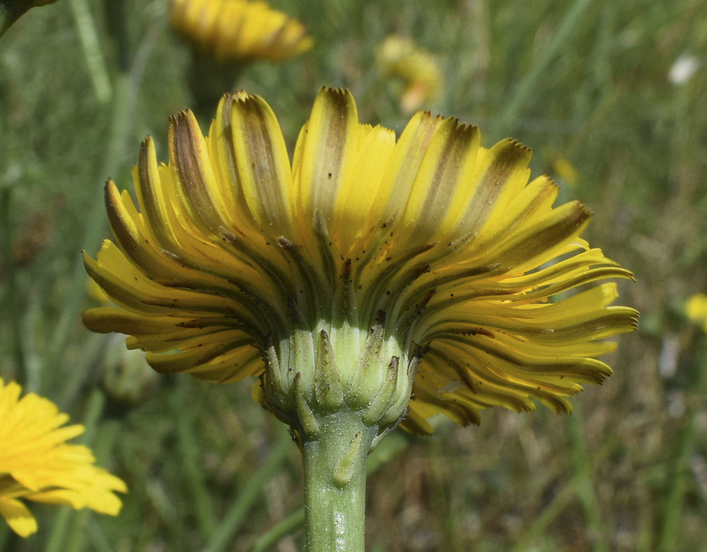 Image of Hypochaeris radicata specimen.