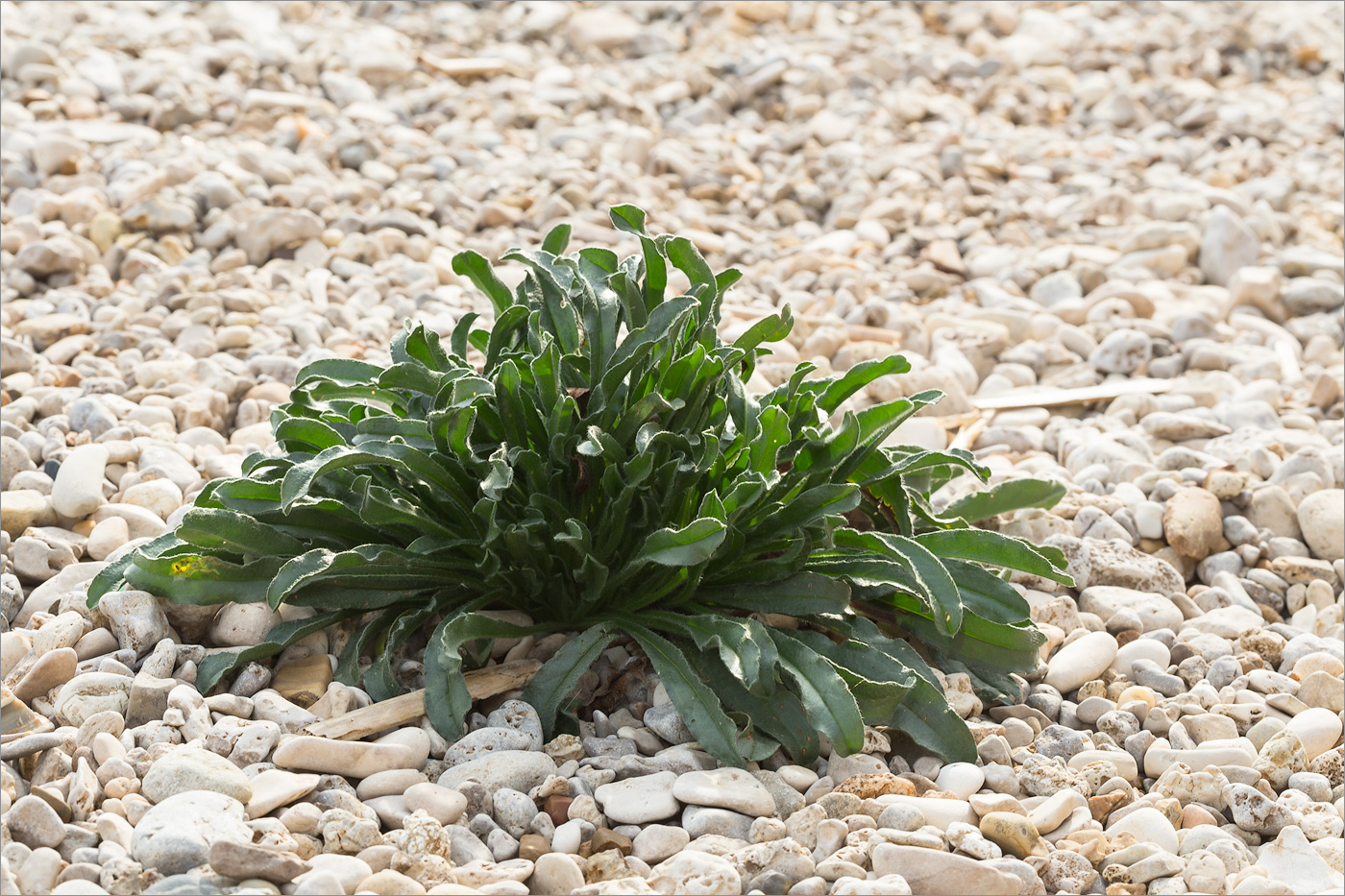 Image of Echium vulgare specimen.