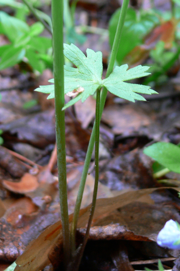 Image of Ranunculus propinquus specimen.