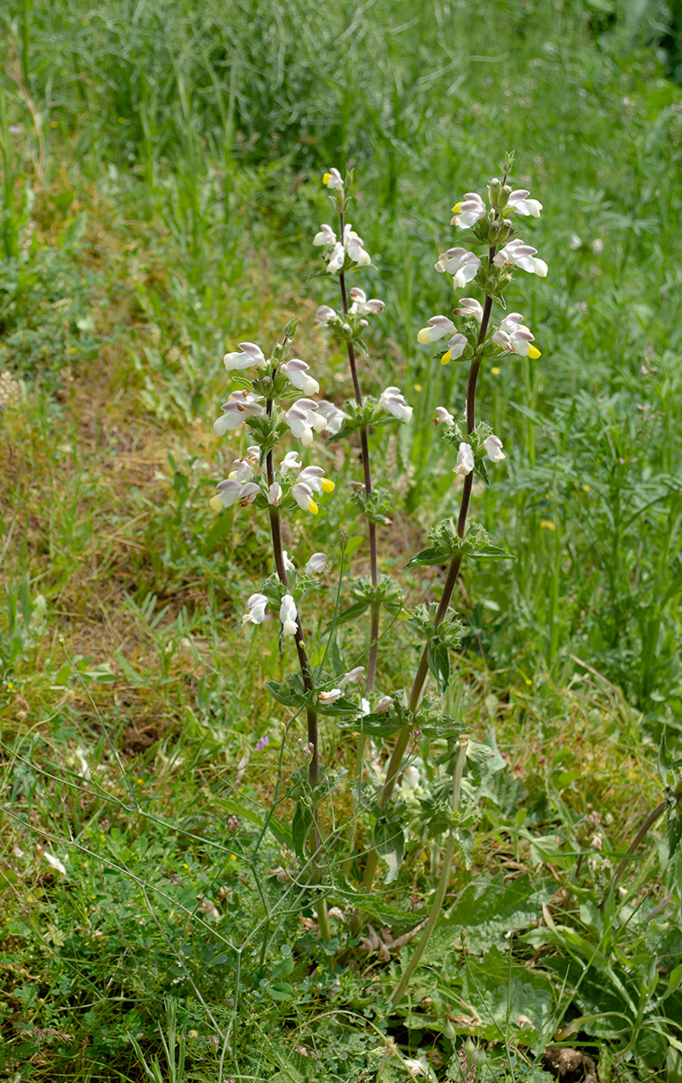 Image of Phlomoides labiosa specimen.