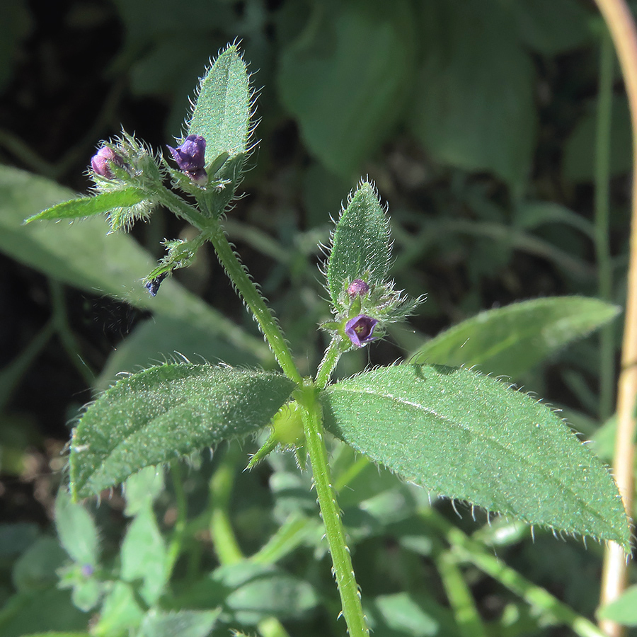 Изображение особи Asperugo procumbens.