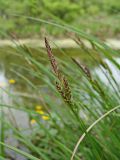 genus Carex. Верхушка побега с мужским (вверху) и женскими соцветиями. Хабаровский край, г. Комсомольск-на-Амуре, берег руч. Тёплый ключ. 09.06.2014.