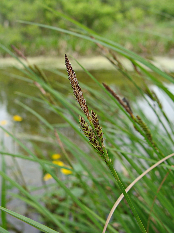 Изображение особи род Carex.