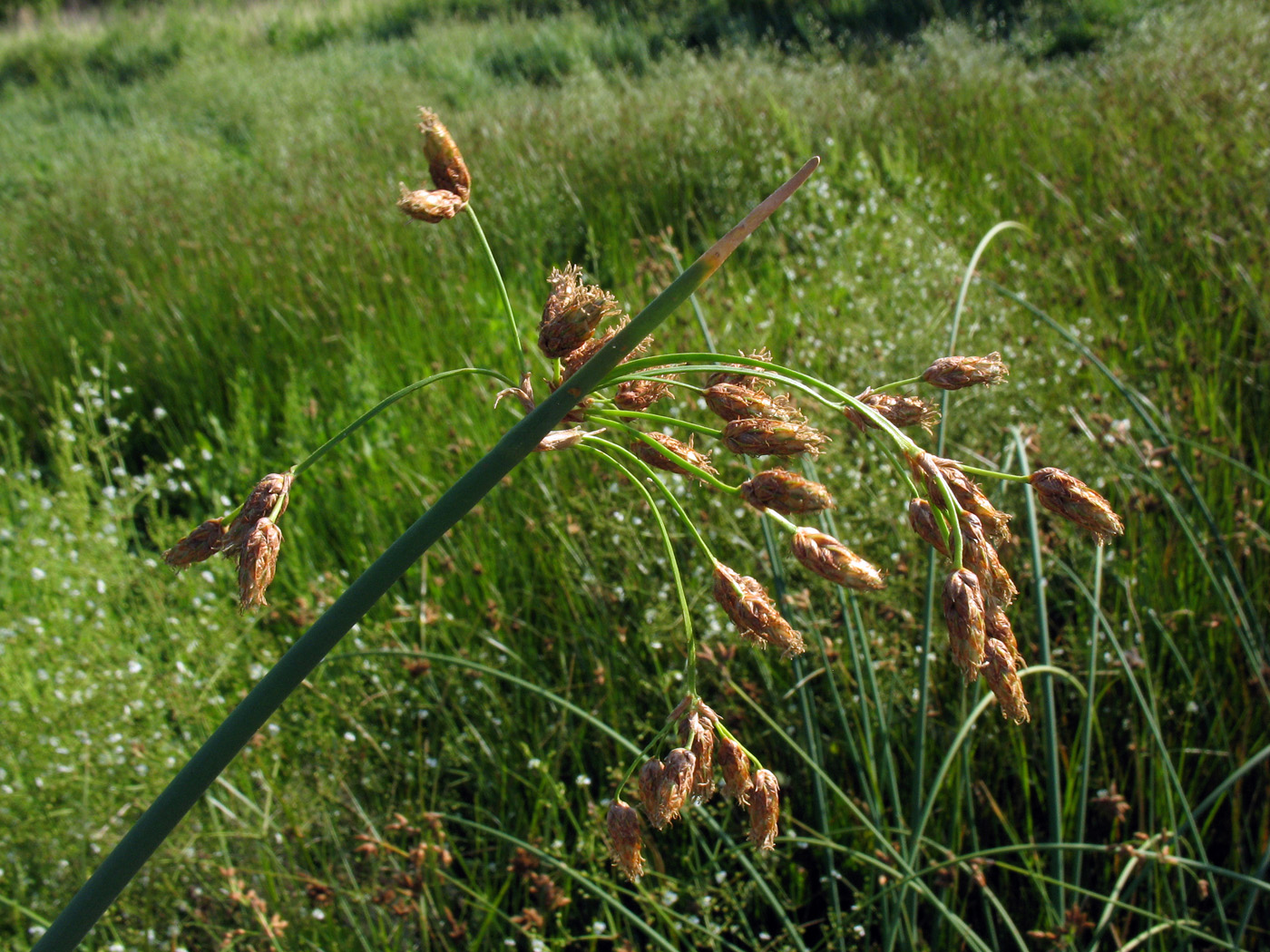 Image of genus Schoenoplectus specimen.