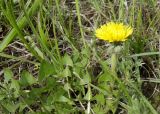 genus Taraxacum. Соцветие и листья. Казахстан, г. Астана, Алматинский р-н, просп. Б. Момышулы, газон у Дворца школьников, сорное. 26.04.2024.