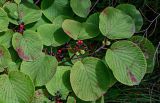 Viburnum furcatum