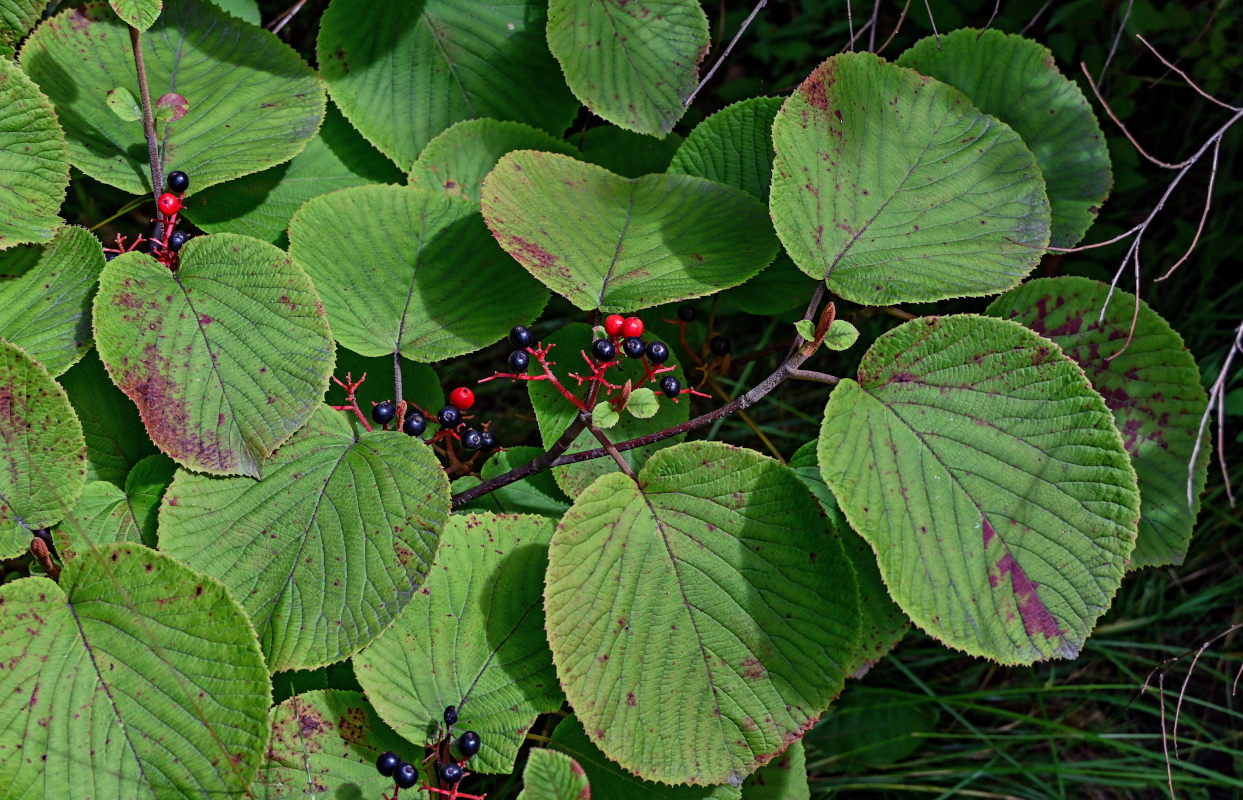 Изображение особи Viburnum furcatum.