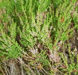 Calluna vulgaris. Цветущие ветви. Карелия, Сортавальский р-н, о. Валаам, сосновый лес. Июль 2024 г.