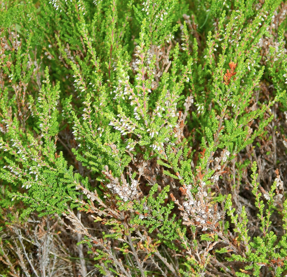 Image of Calluna vulgaris specimen.