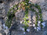 Campanula mirabilis