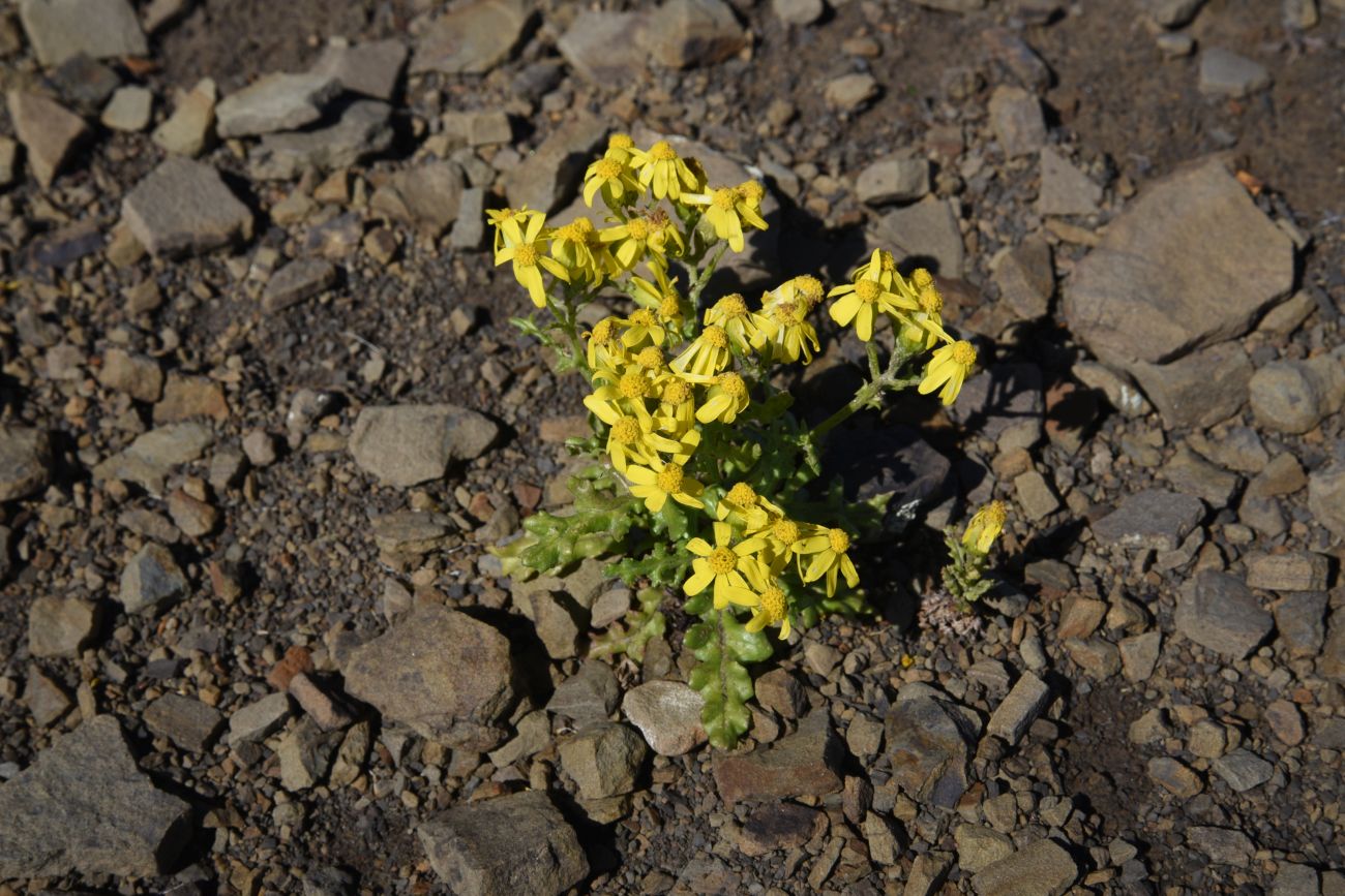 Image of Senecio sosnovskyi specimen.