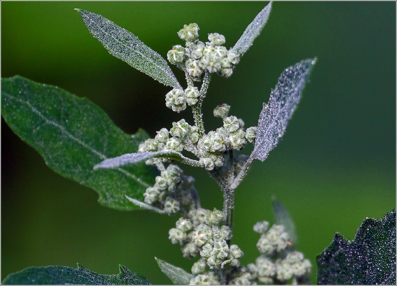 Изображение особи Chenopodium album.