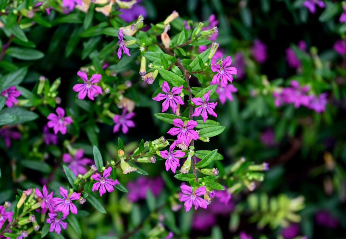 Изображение особи Cuphea hyssopifolia.