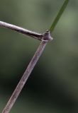 Elymus amurensis