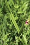 Lathyrus sylvestris