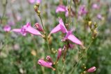 Incarvillea olgae