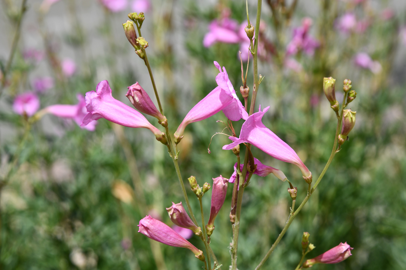 Image of Incarvillea olgae specimen.