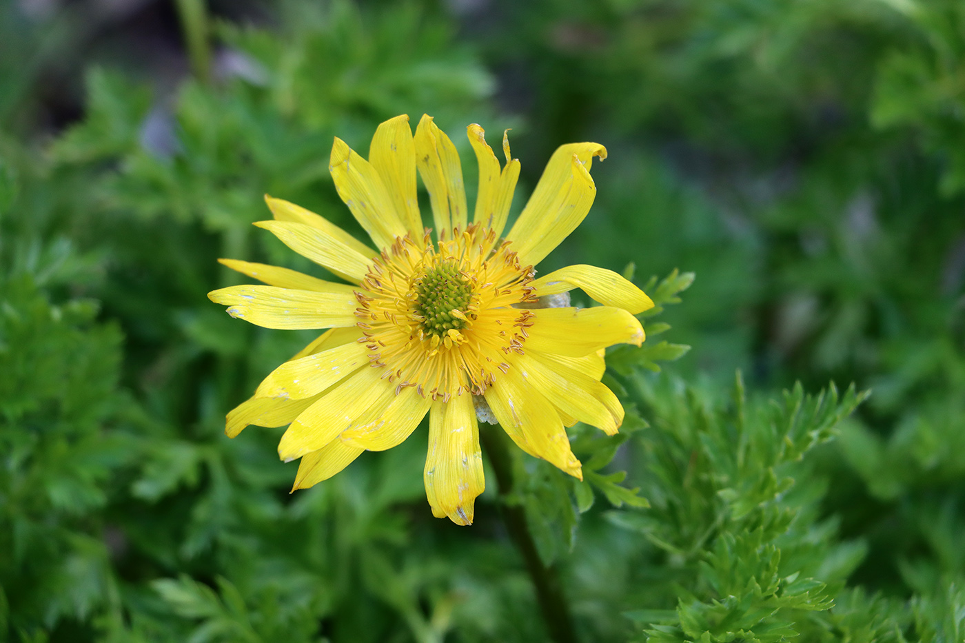 Image of Adonis chrysocyathus specimen.