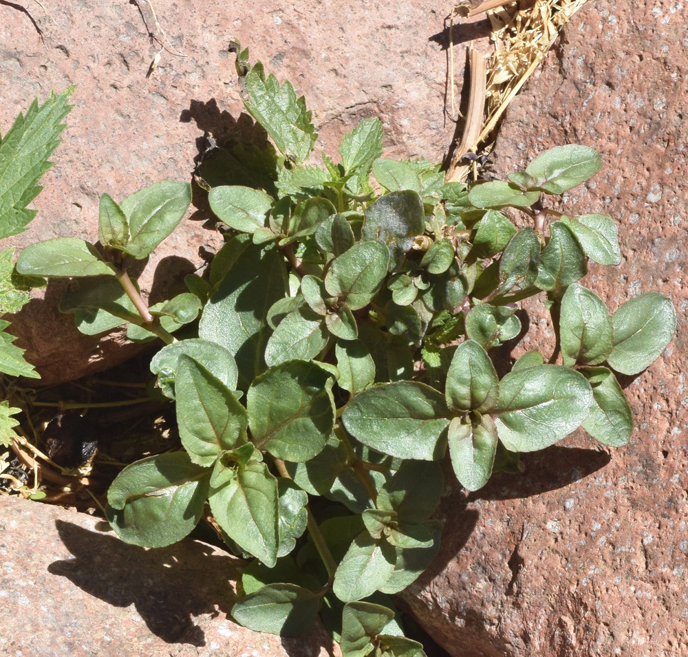 Image of Veronica beccabunga ssp. muscosa specimen.