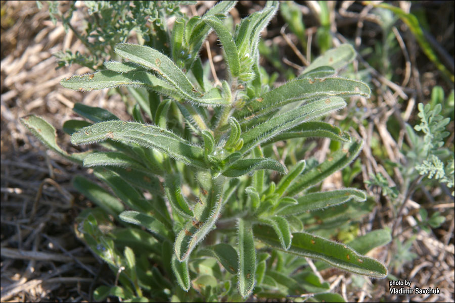 Image of Rochelia retorta specimen.