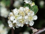 Cotoneaster soongoricus