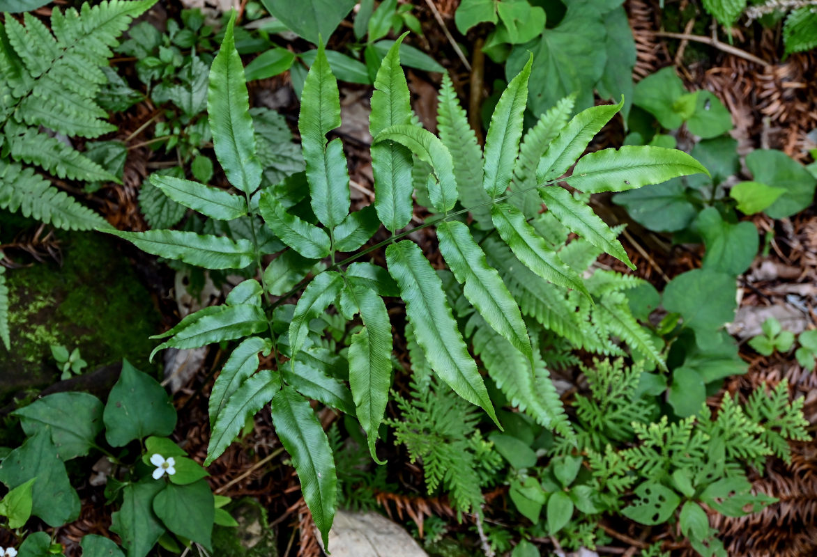 Image of Coniogramme japonica specimen.