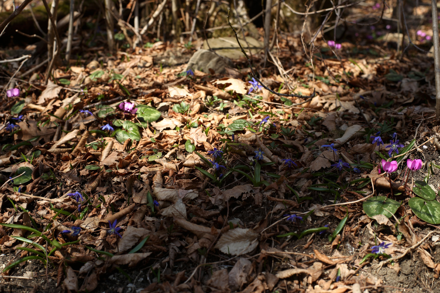 Image of genus Scilla specimen.