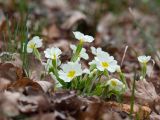 Primula vulgaris. Цветущее растение. Краснодарский край, Крымский р-н, окр. станицы Неберджаевская, ур. Темрючки, грабово-дубовый лес. 22.03.2025.