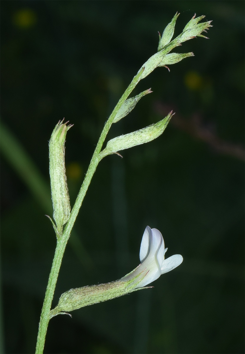 Image of Astragalus angreni specimen.