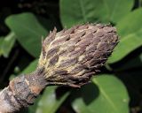 Смотреть изображение Magnolia delavayi