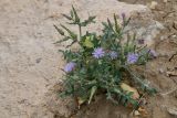 Смотреть изображение Lactuca undulata