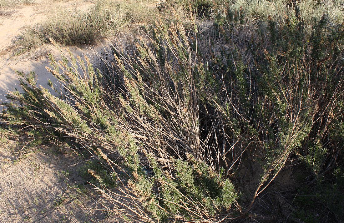 Изображение особи Artemisia monosperma.