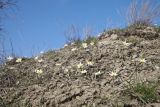 View full-size image Tulipa biflora