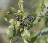 View full-size image Rhamnus cathartica