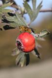 View full-size image Crataegus orientalis