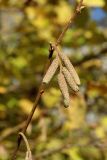 View full-size image Corylus avellana