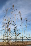 View full-size image Phragmites australis