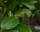 View full-size image genus Diospyros