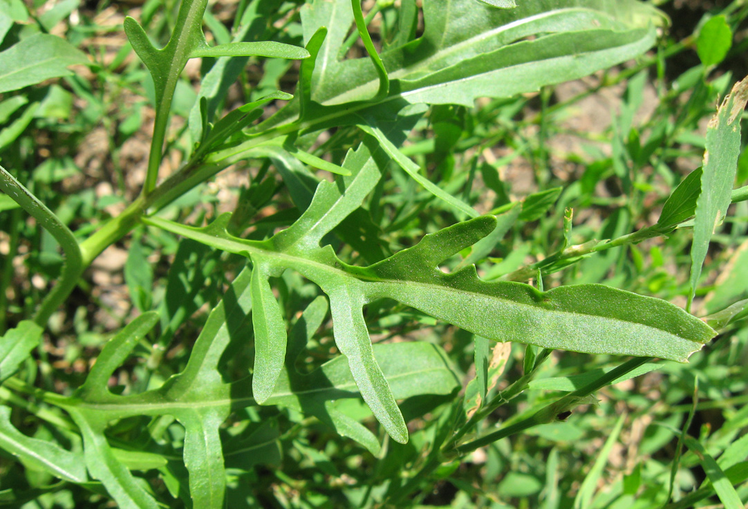 Image of Diplotaxis tenuifolia specimen.